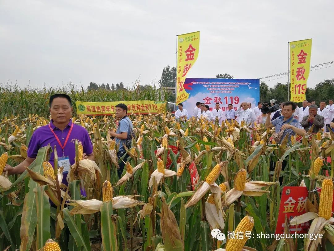 十三五国家粮丰工程玉米新品种金秋119新品发布