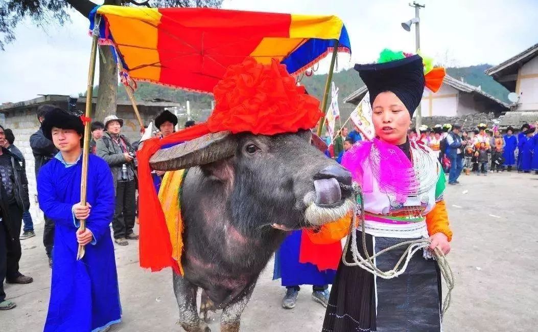 仡佬族拜树节 7, 苗族牛王巡街 牛是贵州苗族人崇拜的图腾,每逢节日都