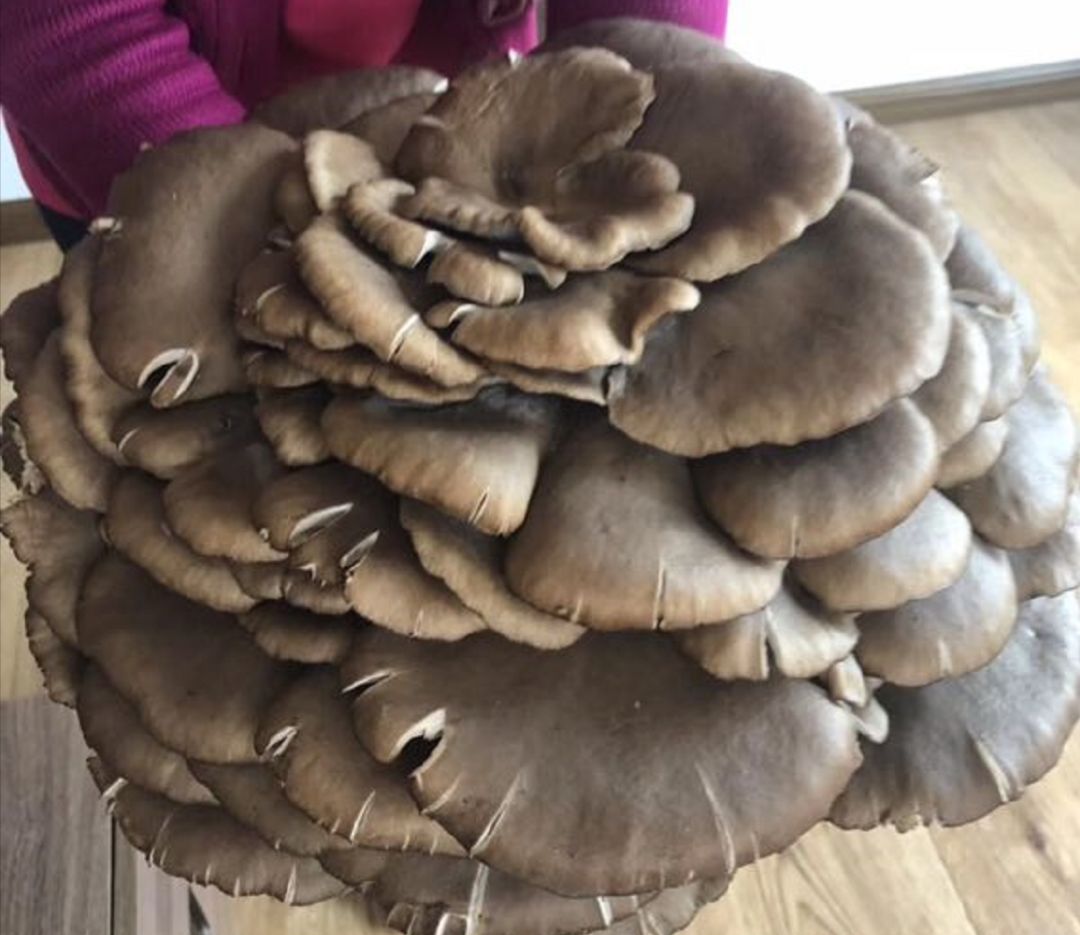 吉林蛟河惊现3公斤重巨型蘑菇!