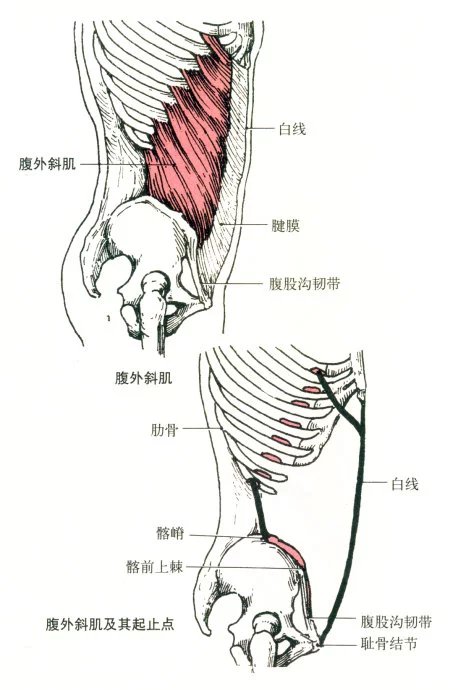 肌肉解剖图(一)