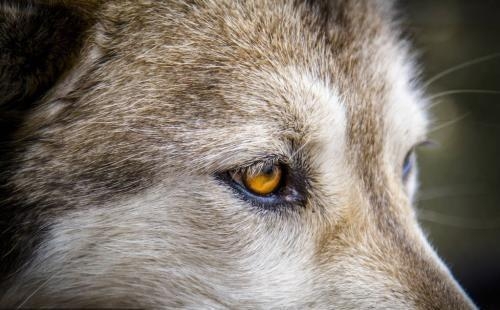心理测试:猜猜哪只是狼的眼睛?测你会遇到一生宠爱你的人吗