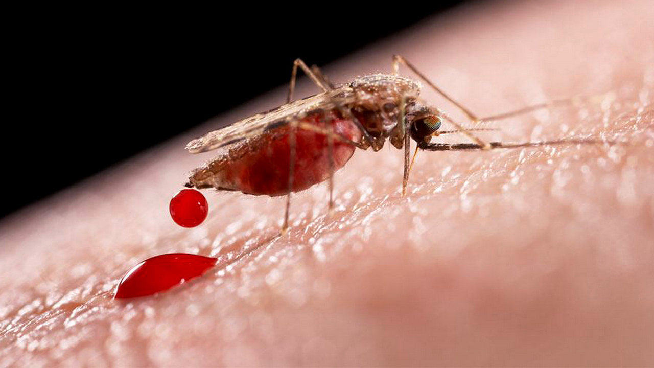 世界上最危险的动物,为什么是小小的蚊子?科学家终于说出真相