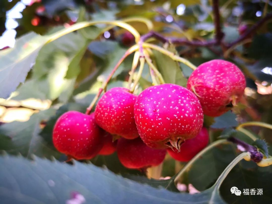 东方果园之山楂篇