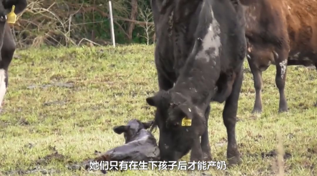 但母牛的发情期持续时间短,周期也不稳定,显然满足不了工业化养殖的