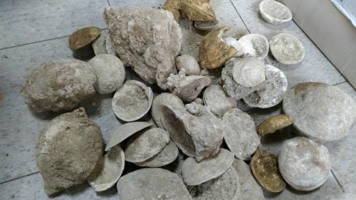 贝类满月蛤化石.台湾《联合报》记者潘欣中/翻摄