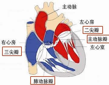 是二尖瓣还是三尖瓣?是主动脉瓣还是肺动脉瓣? 又是哪一种坏法呢?