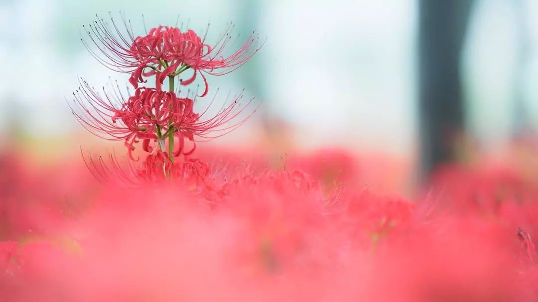 传说中的彼岸花已在日本盛放 那妖艳的花海让人看一眼就不愿离开 沧州金源水暖管件厂