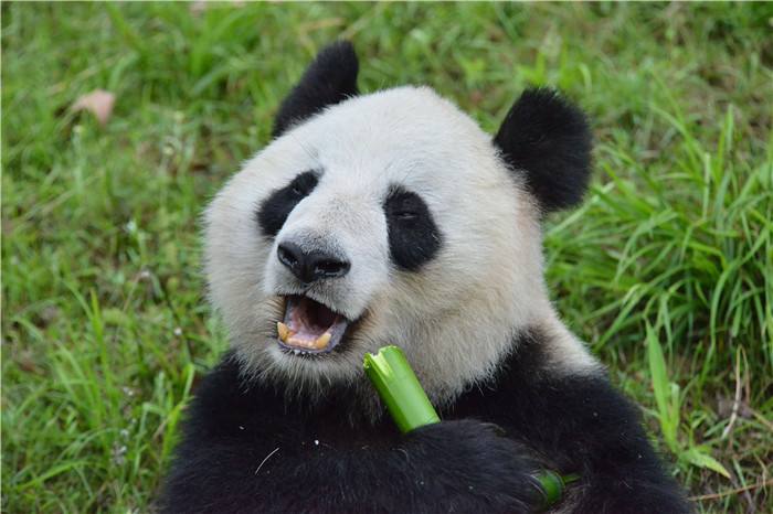 40年40 熊"中国大熊猫保护四十年"致敬榜(国庆吸猫必备指南)