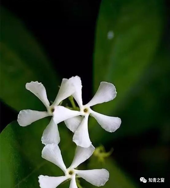 万字花,花型因像"卍"字而得名