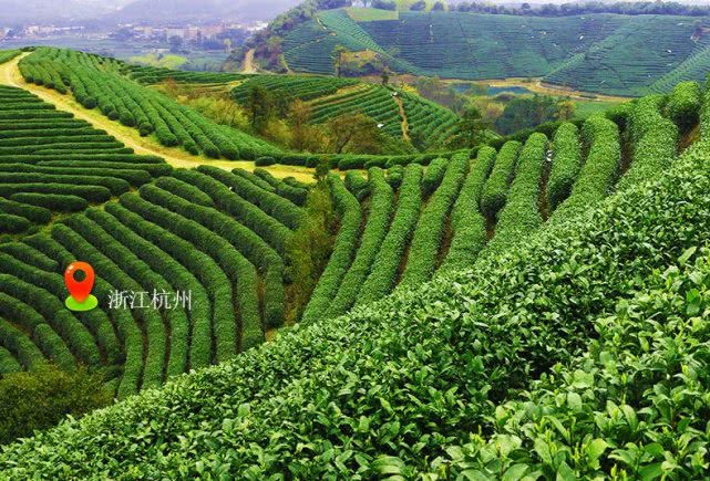 博鱼体育官方下载西湖龙井茶真实的产地