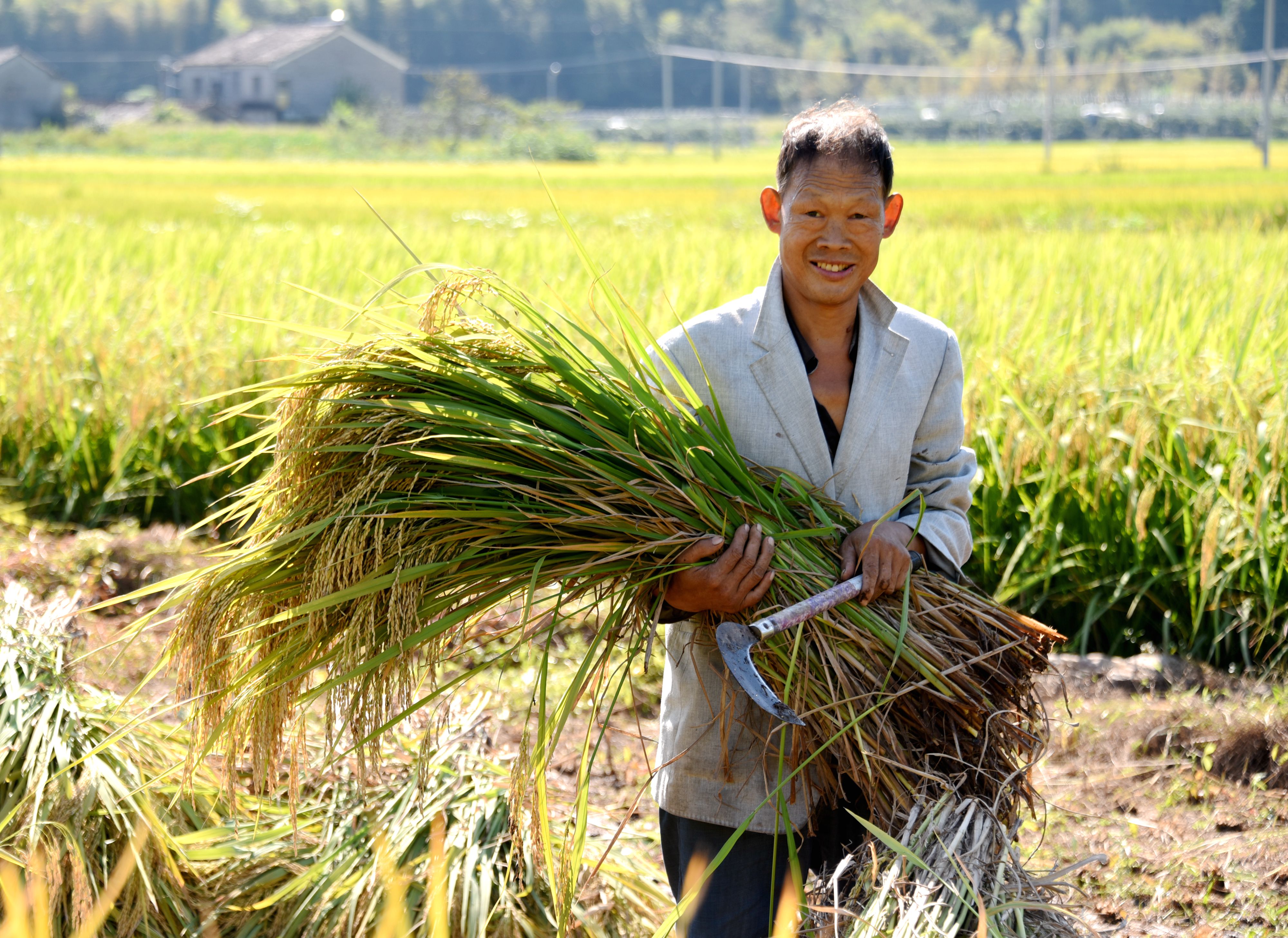 2018年9月29日,仙居县双庙乡农民正在收割稻谷.
