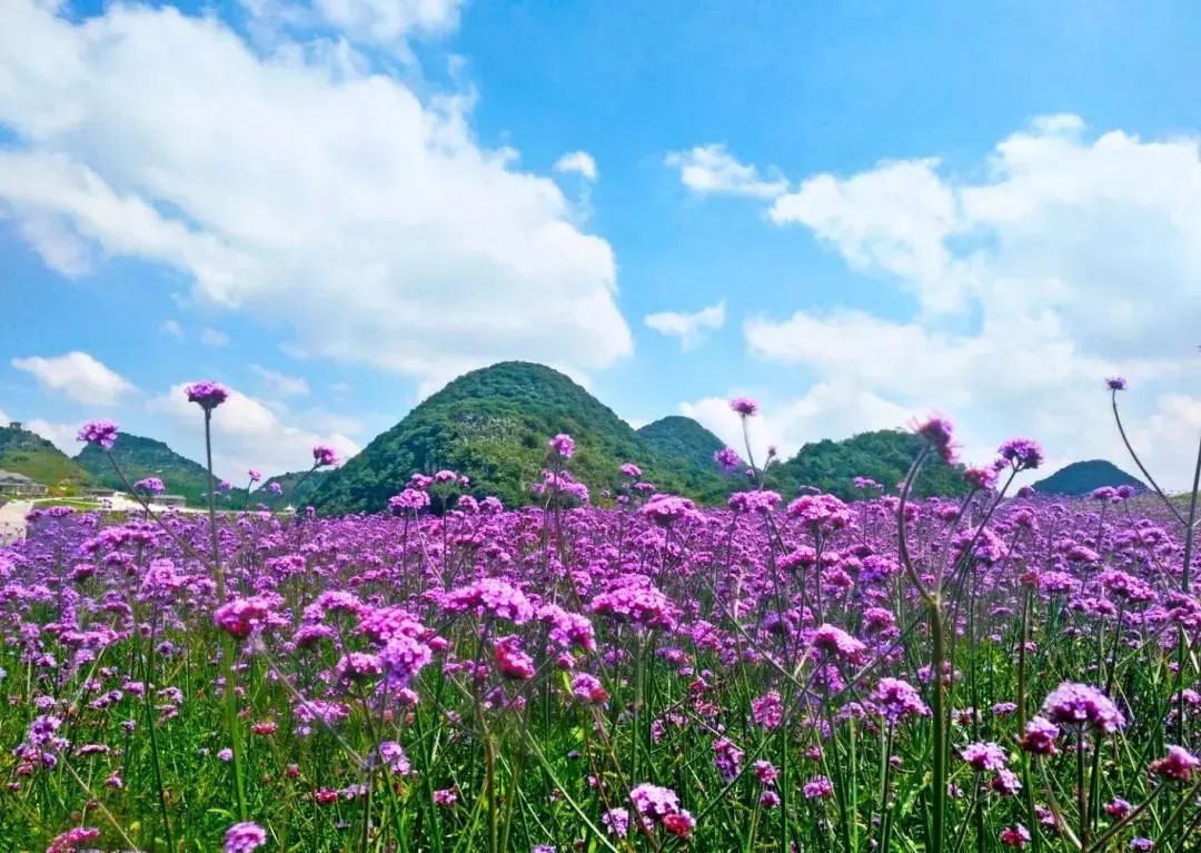 野鸡坪花海