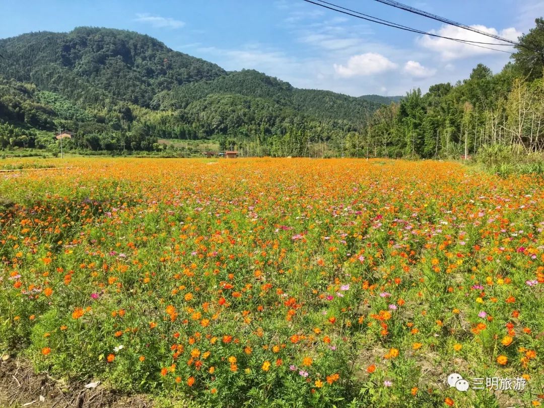 三明人家门口的这片免费花海盛开了,国庆可以约起