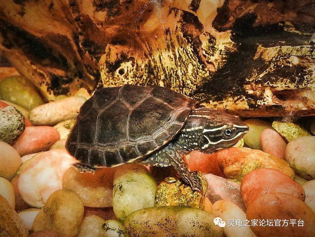 你知道半水龟都对吃的有哪些讲究吗？_陆地上