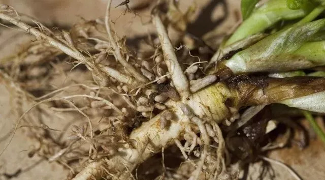 这种根瘤菌与豆科作物是一种共生关系,对植物不具有危害性,反之还会将