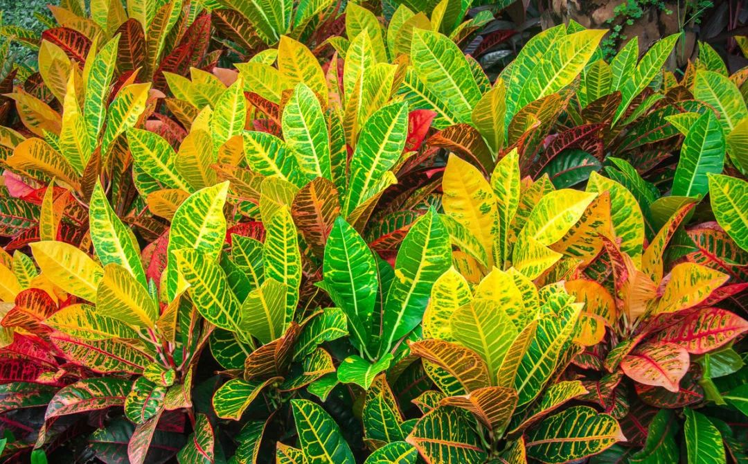 植物,通常包括观叶,观干,观花,观果等几种,其中主要以彩色叶为主的