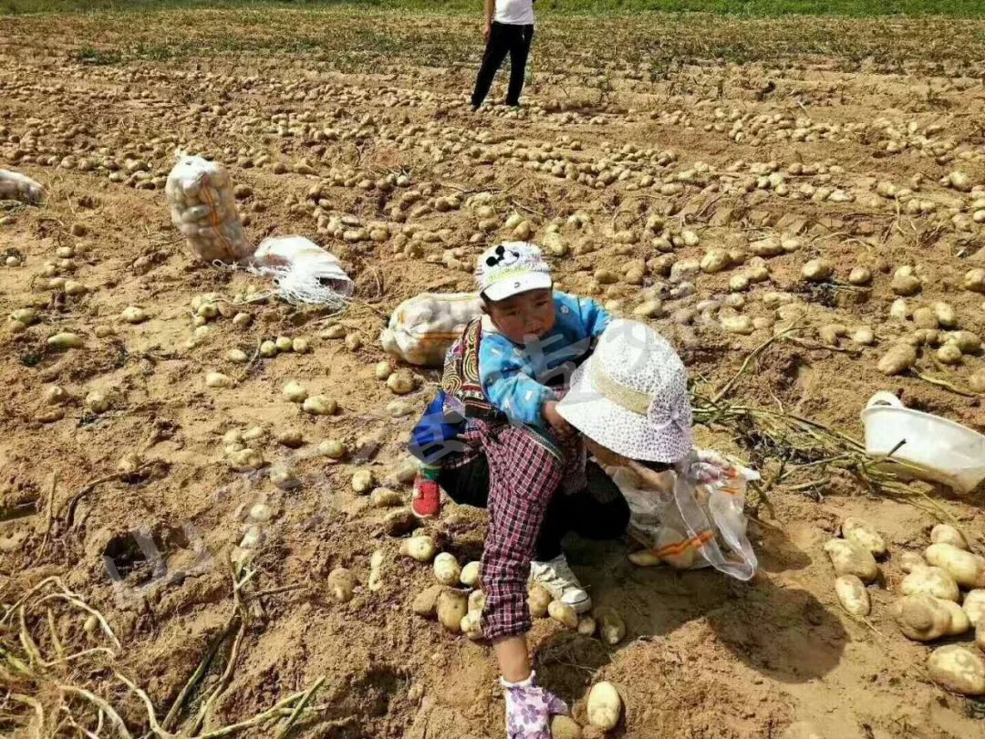 张家口坝上女子带着孩子捡土豆!劳动不容易.
