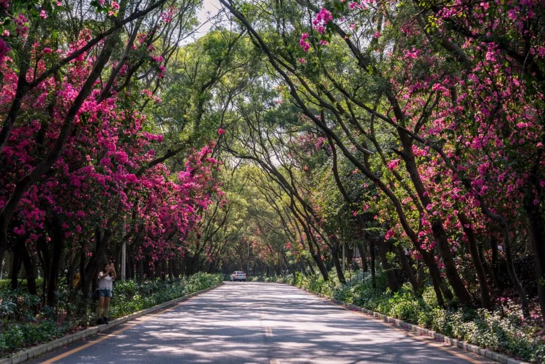 建成多条市区闻名的特色花卉景观大道