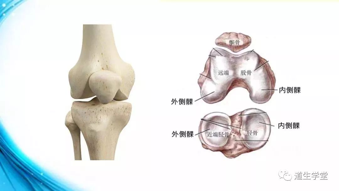 解剖知识|膝关节解剖(一)