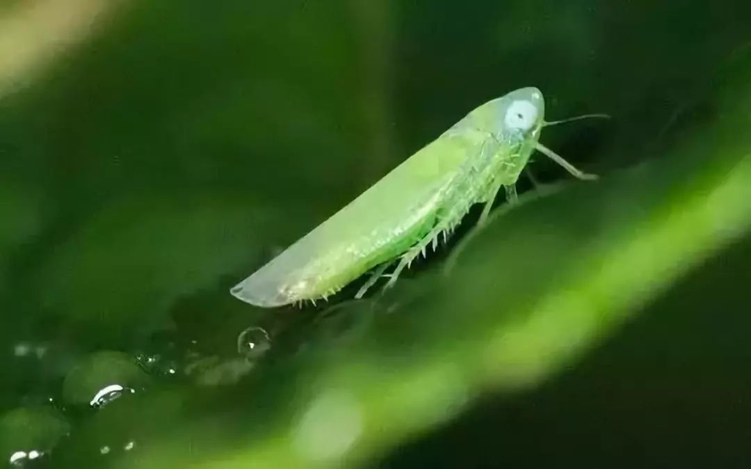 螺虫乙酯——刺吸式口器害虫