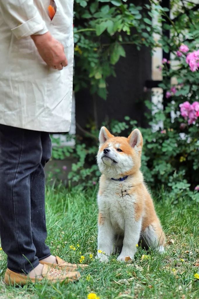 一年四季美到爆表这座以秋田犬闻名的小城精彩纷呈的旅行地你有去过吗 日本