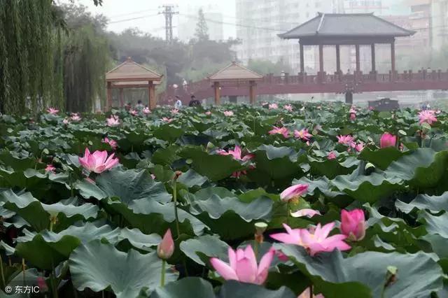 鄢陵经济总量_鄢陵花博园