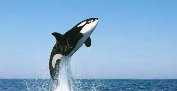 鲸鱼和人在空中猜成语_在空中翻滚的鲸鱼动图