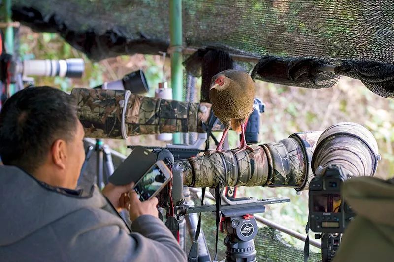 云南保山百花岭的一个观鸟拍鸟隐蔽棚里,来了一只白鹇与摄影师零距离