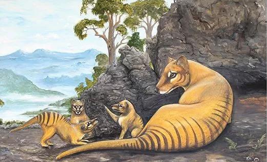 灭绝了80年的澳洲老虎重现江湖,育儿袋向后开口,奔跑姿势像袋鼠_塔斯