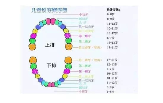 但是,你知道吗?即使换牙,牙齿也是需要一颗颗换,乳磨牙使用长达10年!