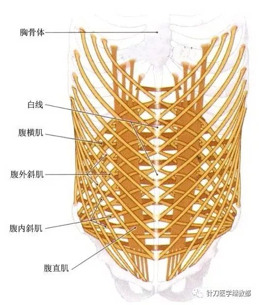 解剖高清腹前壁肌肉解剖图