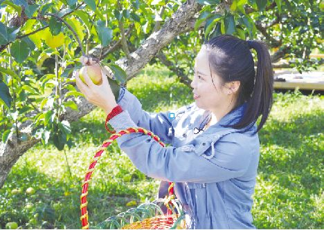 节"系列活动之苹果梨采摘节在龙井市梨花广场后方的万亩果园甜蜜启幕