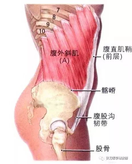 【解剖】高清腹前壁肌肉解剖图_耻骨嵴