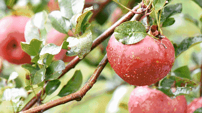 又在昆明城边发现一处40亩的隐蔽果园,随手摘个糖心苹果甜到醉人,还能