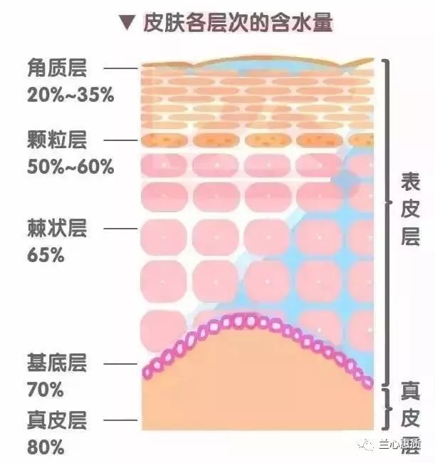 真皮层里有毛细血管和丰富的水源.皮下脂肪就是你们减肥的目标所在.