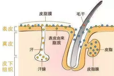 在正常代谢过程中, 皮脂腺会分泌出皮脂,和汗腺里分泌出的汗液,在皮肤