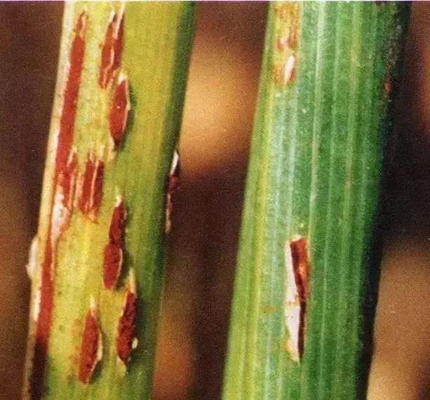 小麦锈病分条锈病,叶锈病和秆锈病3种,是我国小麦上发生面积广,危害
