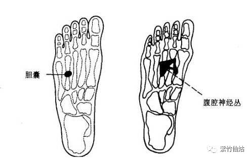 (20)腹腔神经丛(太阳神经丛)反射区:位于双脚底第2}4礁骨骨体中下部.