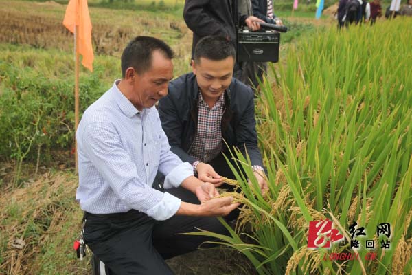 超级杂交水稻高产攻关技术和经验推介会上,王化永向观摩嘉宾介绍情况.