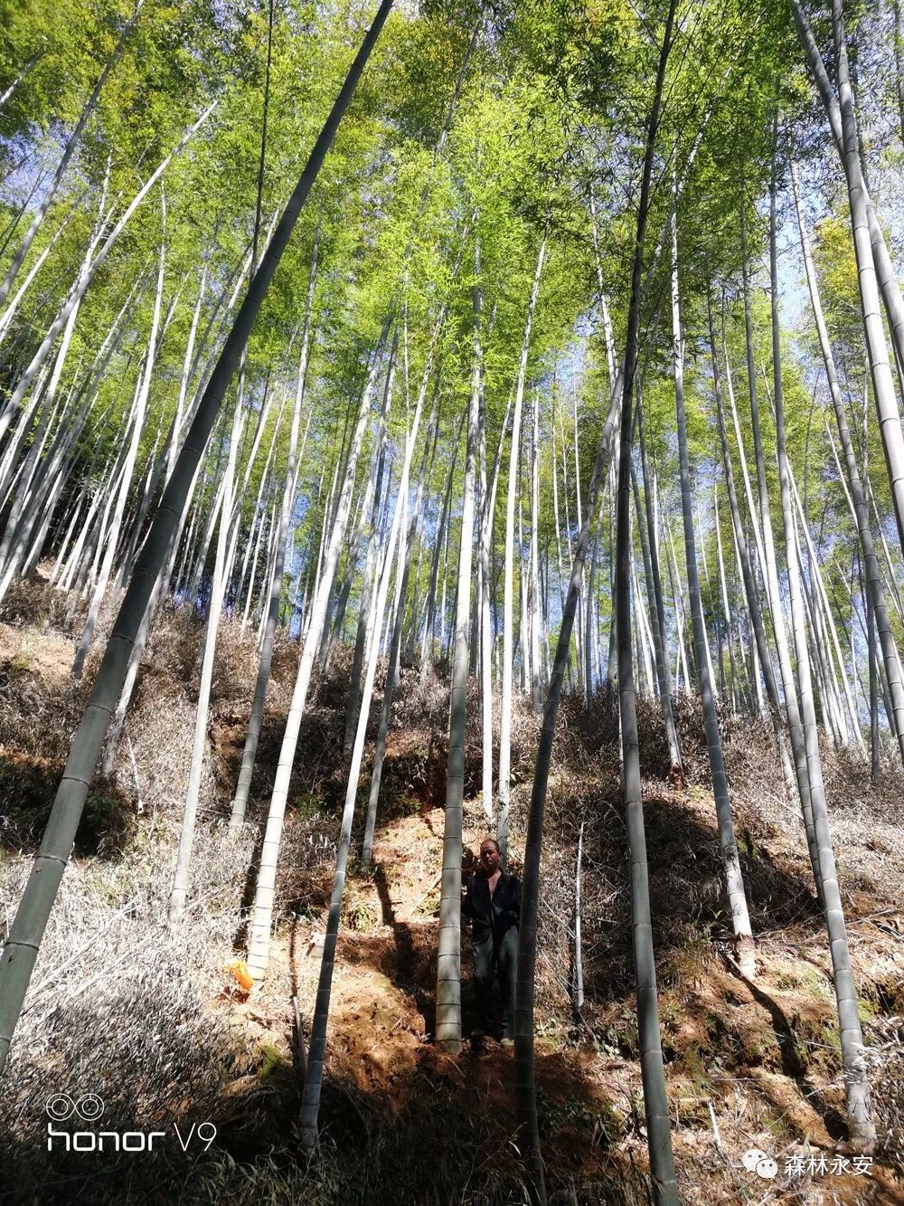 关注丨走进竹乡永安·寻找最美竹王"评选活动正在进行