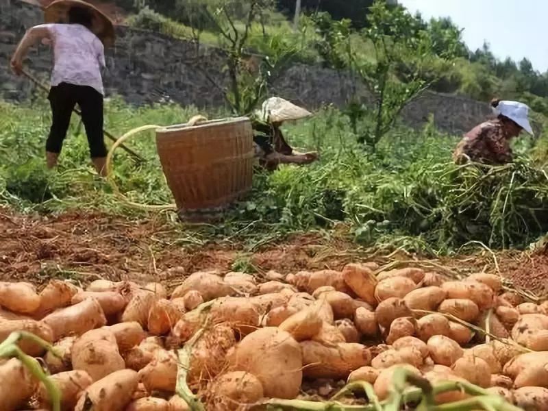 高台县6000亩马铃薯大面积成熟上市,到处呈现一派采挖,购销的繁忙景象