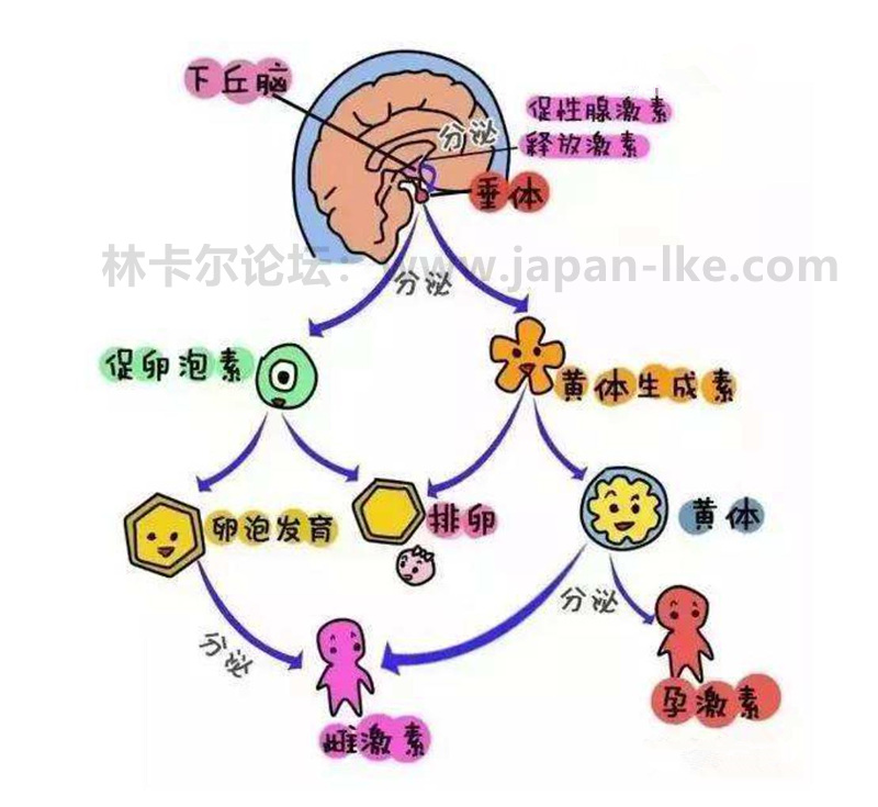 内分泌失调是否会影响孕计划