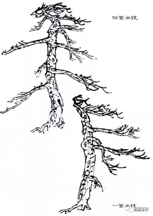 松树的基础画画法