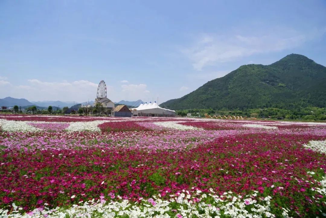 06 缙云笕川花海