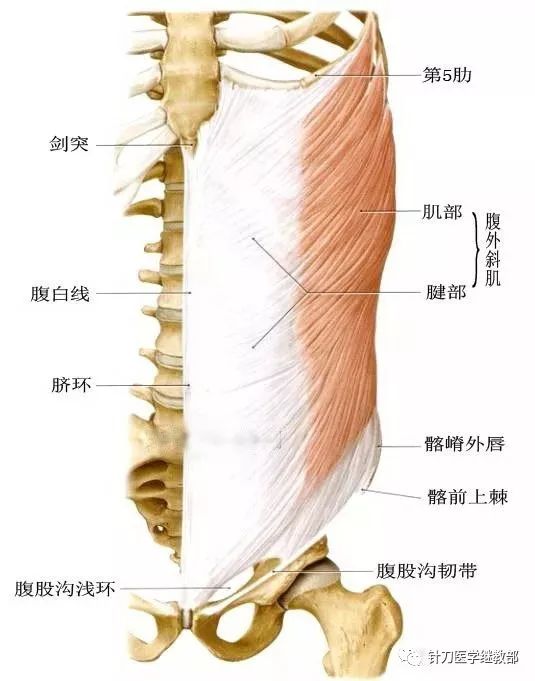 腹外斜肌是腹前外侧壁三块扁肌中最大和最清浅的一块,与前锯肌,背阔肌