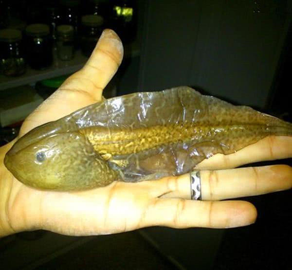 世界上最大的蝌蚪,长25厘米,变成青蛙的样子让人无语