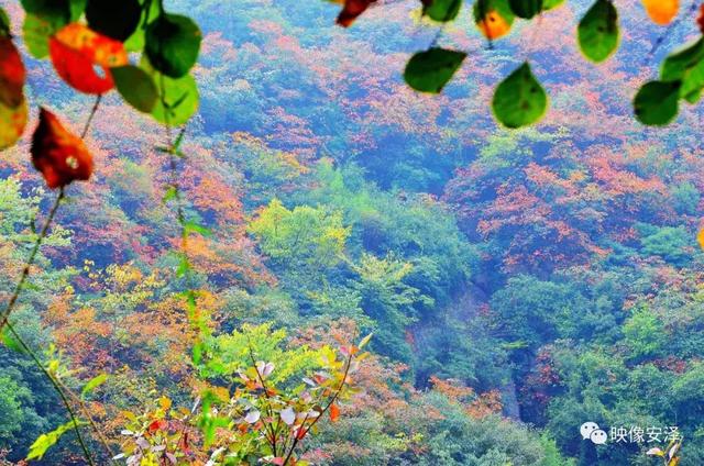 红叶传情红叶美景赏府城镇乡村游景点示意图安泽县红叶岭风景区位于