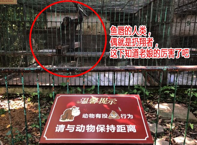 重口味!广西动物园1只母猩猩向7名游客扔了坨刚拉的"翔"!