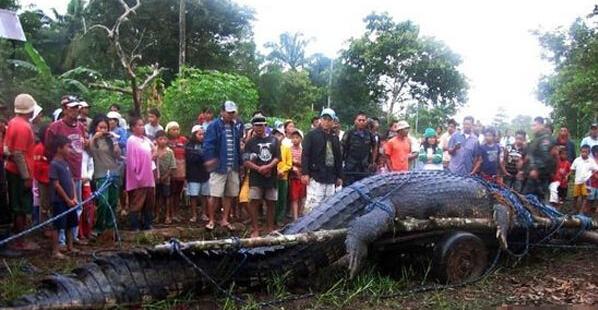 盘点史上捕获最大鳄鱼: 体重超过一吨, 身长6.5米