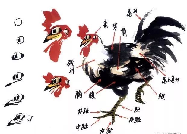 徐湛写意花鸟画/【公鸡的画法03】/第二十二集 大鸡分为头颈,躯干,腿